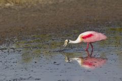 Roseate Spoonbill, Platalea ajaja