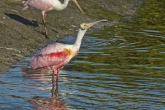 Roseate Spoonbill, Platalea ajaja