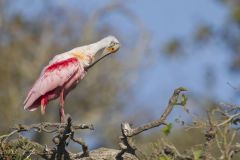 Roseate Spoonbill, Platalea ajaja
