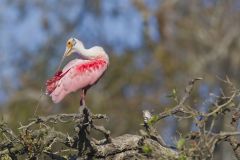 Roseate Spoonbill, Platalea ajaja