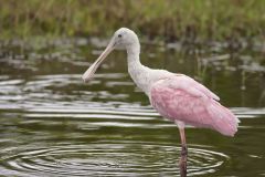 Roseate Spoonbill, Platalea ajaja