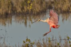 Roseate Spoonbill, Platalea ajaja