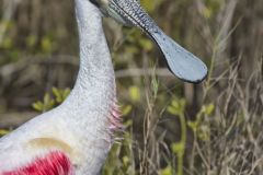 Roseate Spoonbill, Platalea ajaja