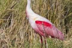 Roseate Spoonbill, Platalea ajaja