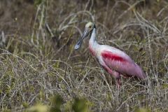 Roseate Spoonbill, Platalea ajaja