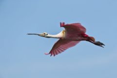 Roseate Spoonbill, Platalea ajaja