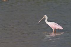 Roseate Spoonbill, Platalea ajaja