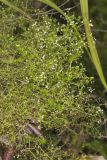 Rough Bedstraw, Galium asprellum