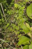 Rough Bedstraw, Galium asprellum