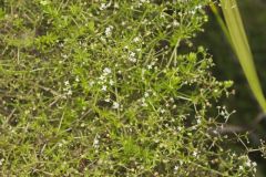 Rough Bedstraw, Galium asprellum Rough Bedstraw, Galium asprellum