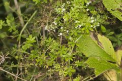 Rough Bedstraw, Galium asprellum