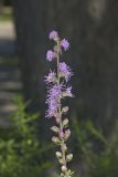 Rough Blazing Star, Liatris Aspera