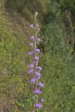 Rough Blazing Star, Liatris Aspera