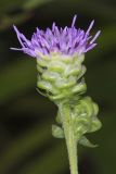 Rough Blazing Star, Liatris Aspera