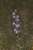Rough Blazing Star, Liatris Aspera