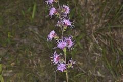 Rough Blazing Star