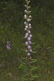 Rough Blazing Star, Liatris Aspera