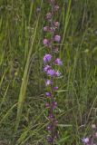Rough Blazing Star, Liatris Aspera