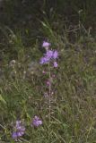 Rough Blazing Star, Liatris Aspera