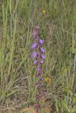Rough Blazing Star, Liatris Aspera