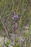 Rough Blazing Star, Liatris Aspera