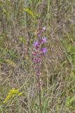 Rough Blazing Star, Liatris Aspera