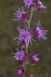 Rough Blazing Star, Liatris Aspera