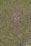 Rough Blazing Star, Liatris Aspera