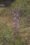 Rough Blazing Star, Liatris Aspera