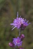 Rough Blazing Star, Liatris Aspera