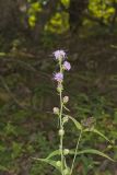 Rough Blazing Star, Liatris Aspera