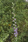 Rough Blazing Star, Liatris Aspera