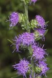 Rough Blazing Star, Liatris Aspera