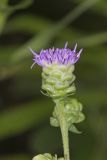Rough Blazing Star, Liatris Aspera