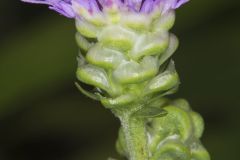 Rough Blazing Star, Liatris Aspera