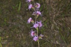 Rough Blazing Star, Liatris Aspera