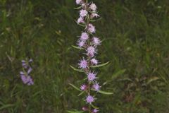Rough Blazing Star, Liatris Aspera