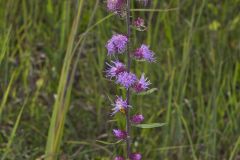 Rough Blazing Star, Liatris Aspera
