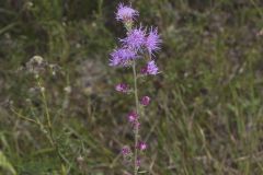 Rough Blazing Star, Liatris Aspera