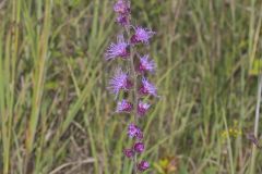 Rough Blazing Star, Liatris Aspera