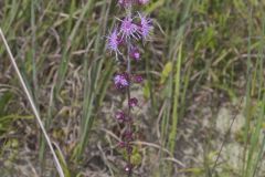 Rough Blazing Star, Liatris Aspera