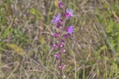 Rough Blazing Star, Liatris Aspera