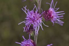 Rough Blazing Star, Liatris Aspera