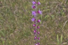 Rough Blazing Star, Liatris Aspera