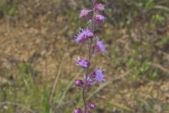 Rough Blazing Star, Liatris Aspera
