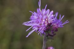 Rough Blazing Star, Liatris Aspera