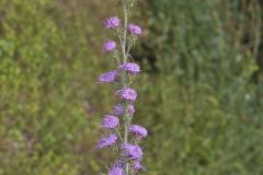 Rough Blazing Star, Liatris Aspera