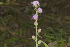 Rough Blazing Star, Liatris Aspera