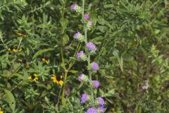 Rough Blazing Star, Liatris Aspera