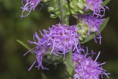Rough Blazing Star, Liatris Aspera
